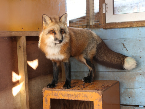 Zao Fox Village in Sendai | Trip.com Shiroishi
