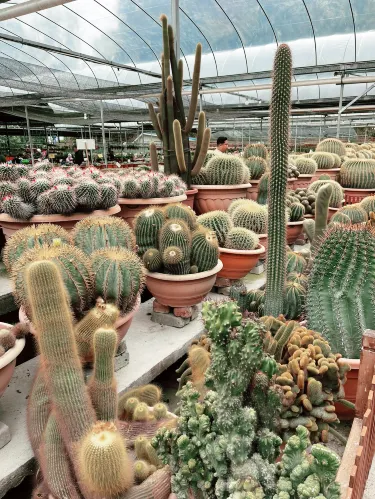 Pengalaman Flora Unik di Cactus Point Brinchang. | Trip.com Brinchang