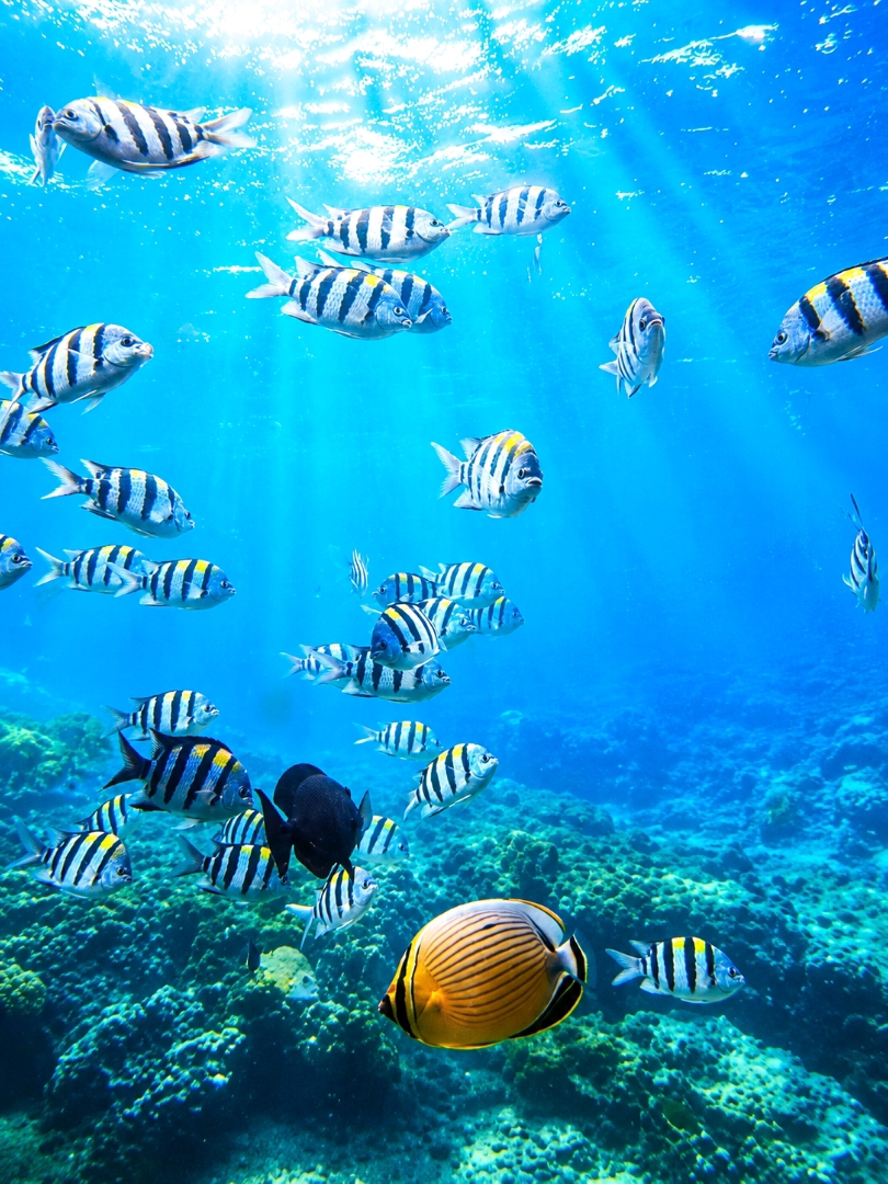 [Miyakojima] Step into the Ocean Fully Clothed! An Unforgettable Experience at Miyakojima Underwater Park.