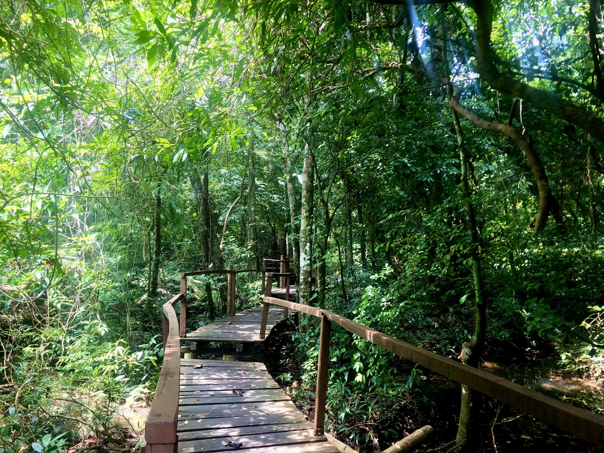Into the jungle: a perfect days trip to Mooc spring