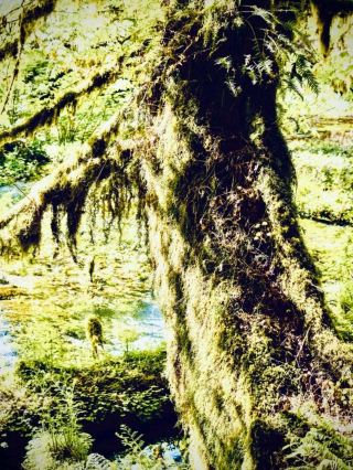 Zao Okama Crater Lake and the Cliff Moss Boardwalk: Yamagata-Miyagi's 1,841 m Cauldroneasytravelpos