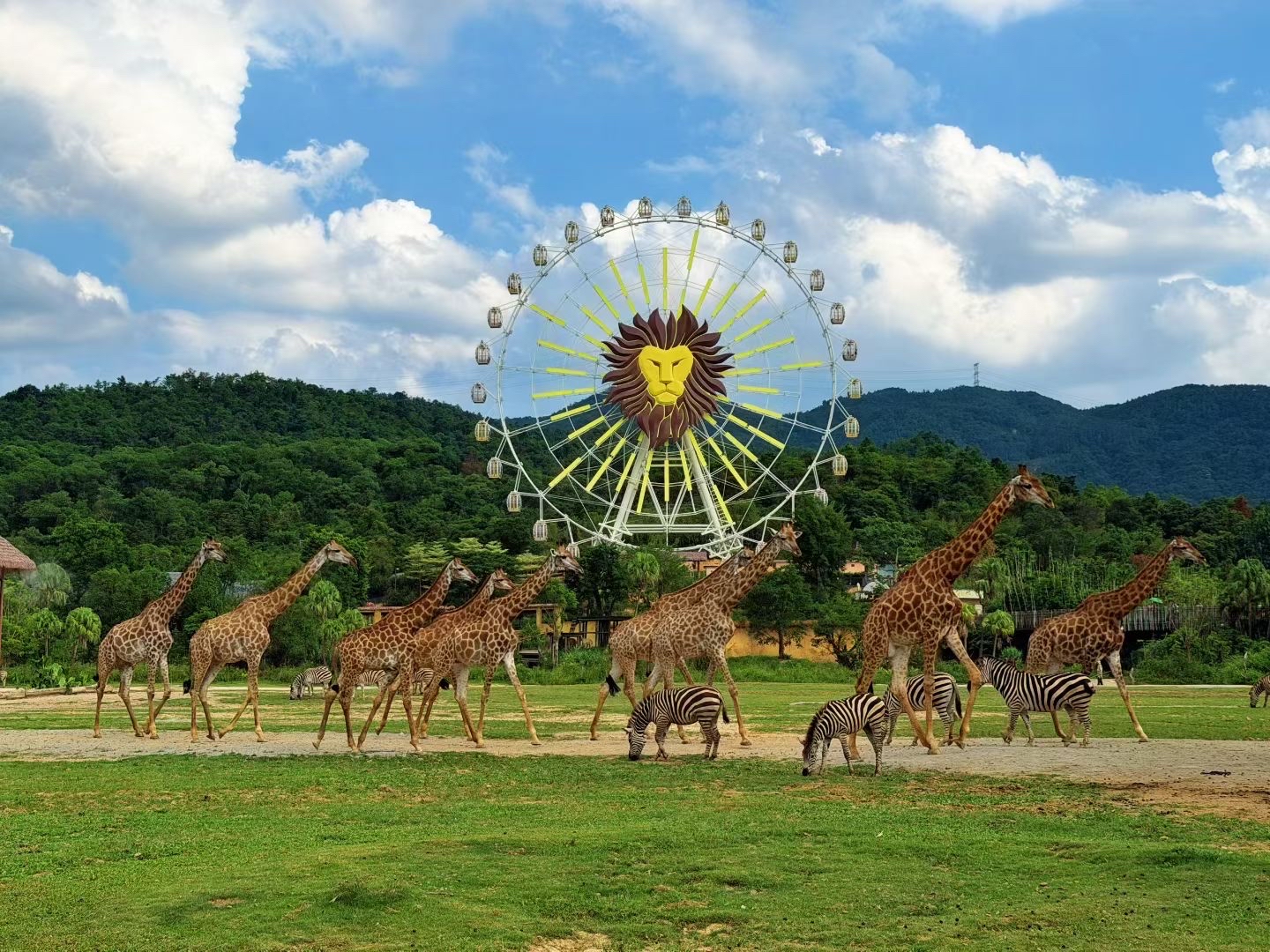 Why I Keep Coming Back to Qingyuan Chimelong Forest Kingdom