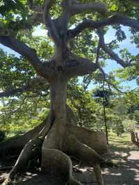 【ドミニカ】日本庭園がある国立植物園🌳⛩️