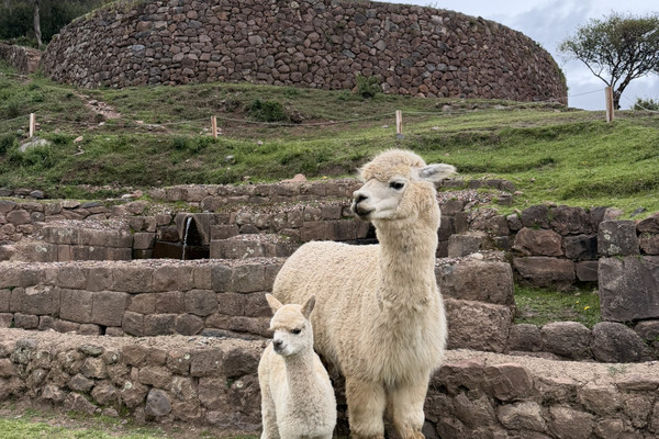 🇵🇪ペルー】アルパカについて | Trip.com ペルー