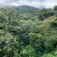 Monteverde cloud forest 🌳 
