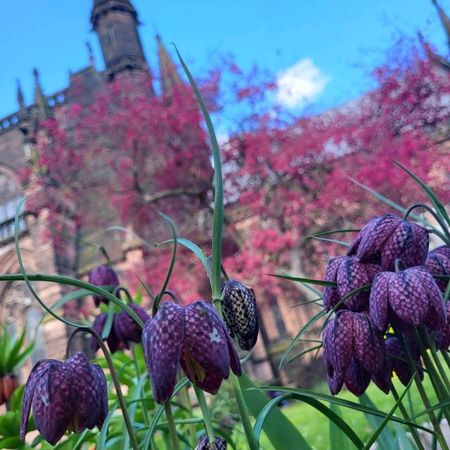 🌺春天的櫻花聖堂🌸Chester Cathedral