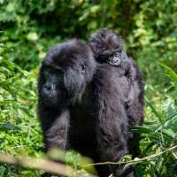 Gorillas in the Wild - A unique Experience.