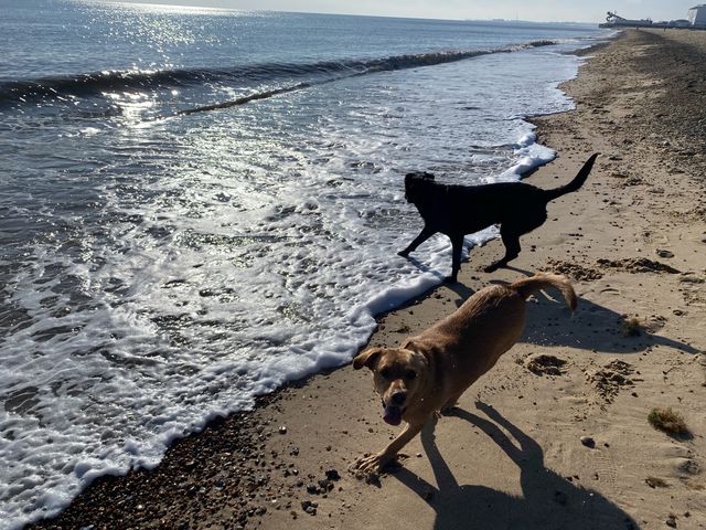 North Beach:Coastal Serenity Along Norfolk 🏖️