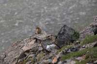 Discovering Denali National Park