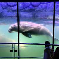 🐋横濱八景島海島樂園🦭島上的水族館和機動遊戲