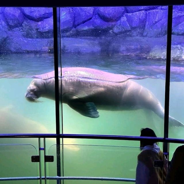 🐋横濱八景島海島樂園🦭島上的水族館和機動遊戲