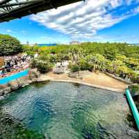 🐋横濱八景島海島樂園🦭島上的水族館和機動遊戲