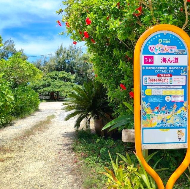 🌸海之道🌸親手採集海葡萄體驗