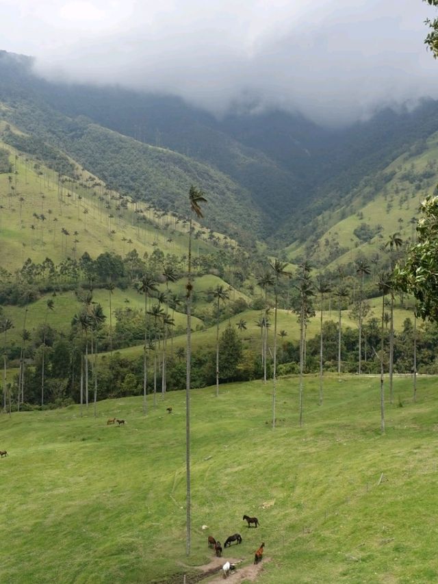 Cocora valley 