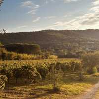Got lost on Route des Carles and discovered a breathtaking vineyard at golden hour—pure magic!