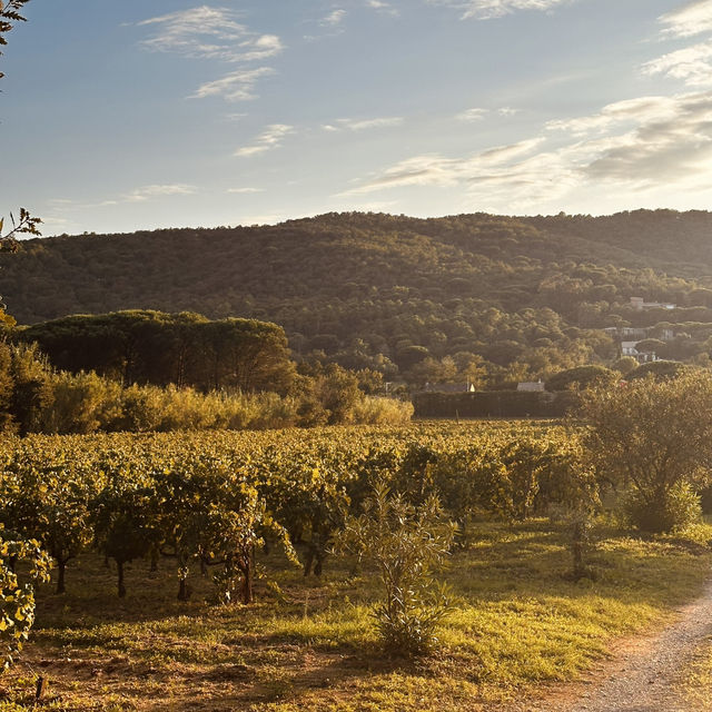 Got lost on Route des Carles and discovered a breathtaking vineyard at golden hour—pure magic!
