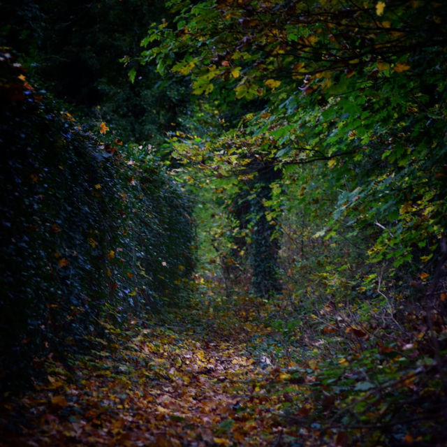 Autumn vibes