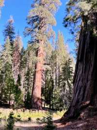 Sequoia National Park – The Ultimate Giant Tree Theme Park! 🌟🌿