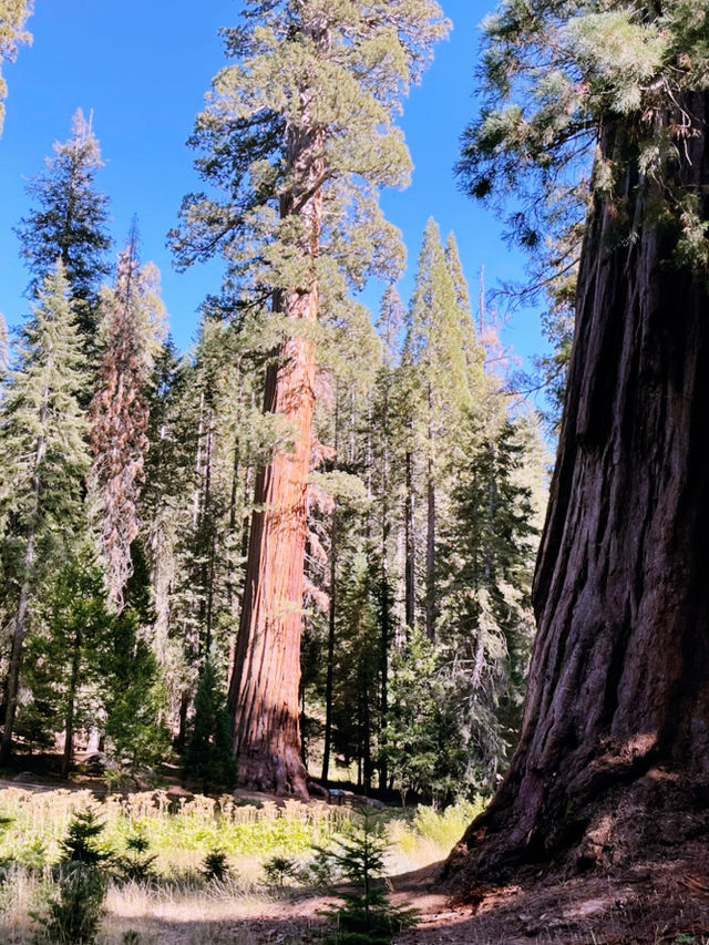 Sequoia National Park – The Ultimate Giant Tree Theme Park! 🌟🌿
