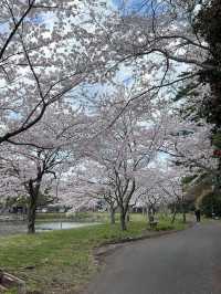 A famous cherry blossom spot that heralds spring in Akita Prefecture