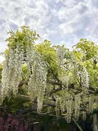 Wisteria Wonderland at Chofukuji Temple