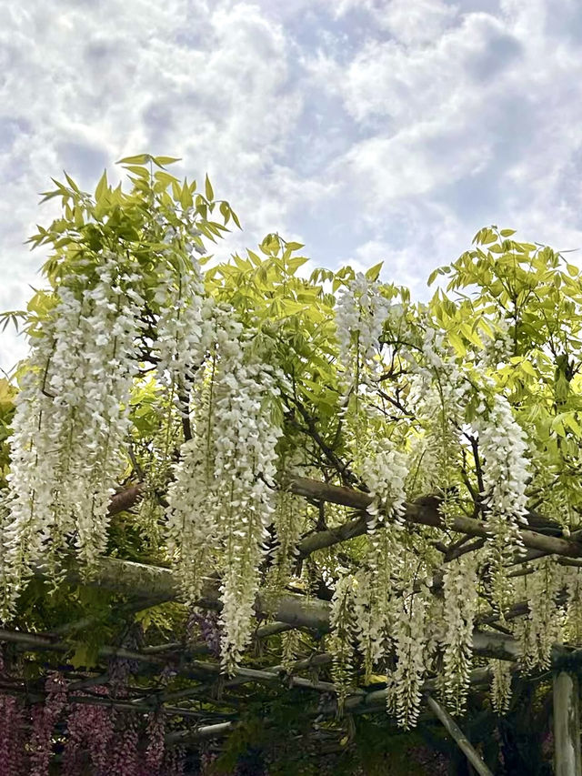 Wisteria Wonderland at Chofukuji Temple