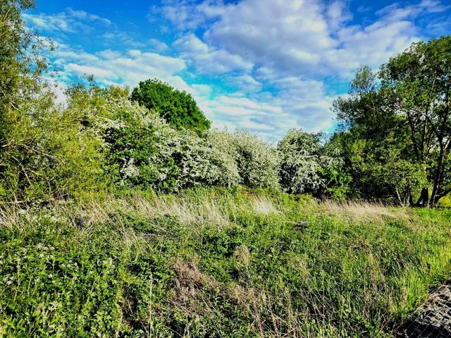 A Perfect Summer Day at Birmingham Airport Viewing Area – A Hidden Gem in Sheldon Country Park