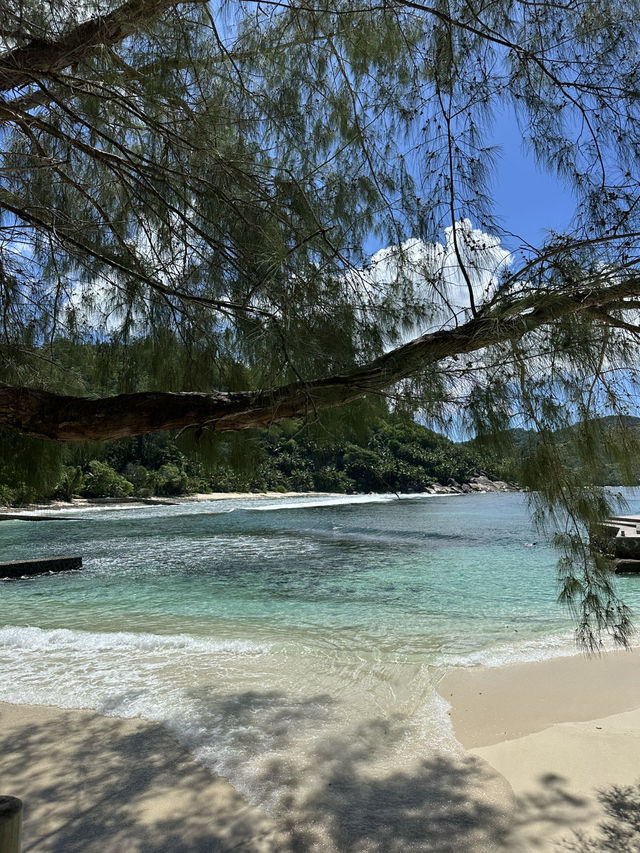Best Place in Mahe to meet the tortoises