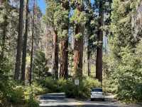 🌲 Sequoia National Park Transportation Tips: How to Get Around the Land of Giants