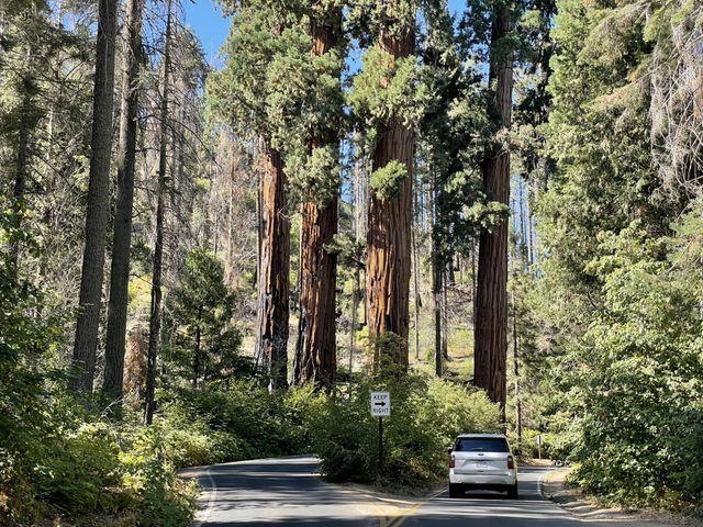 🌲 Sequoia National Park Transportation Tips: How to Get Around the Land of Giants