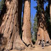 🌉 From San Francisco to the Parks: Transportation Tips for National Park Adventures
