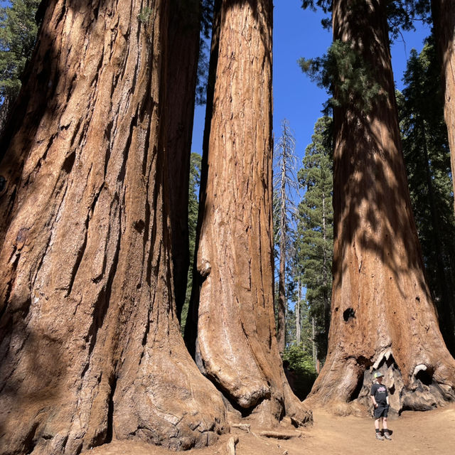 🌉 From San Francisco to the Parks: Transportation Tips for National Park Adventures