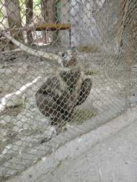 Yerevan Zoo