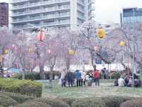 大阪到東北賞櫻攻略：榴岡公園