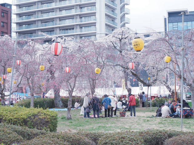 大阪到東北賞櫻攻略：榴岡公園