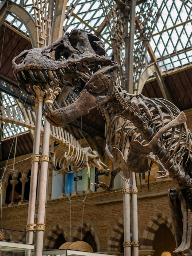 🏛️ Oxford University Museum of Natural History – Gothic Wonder & Scientific Treasure