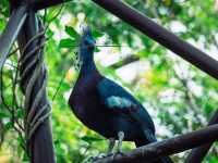 A Wild Day Out: Visiting Chiang Mai Zoo in Northern Thailand