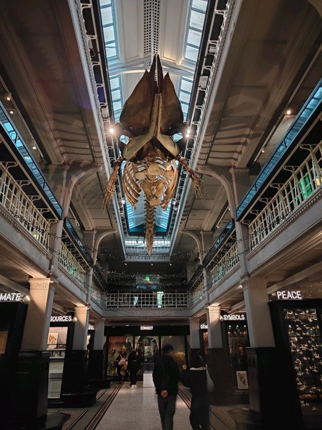 Bones Above, Beasts Within: A Walk Through Manchester Museum’s Natural History Wing Bones Above, Beasts Within: A Walk Through Manchester Museum’s Natural History Wing