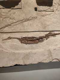 Stone as Storyteller — A Review of the Earth Sciences Gallery at the National Museum of Scotland