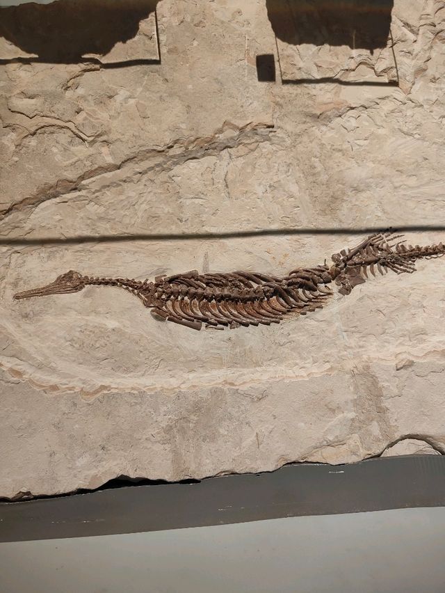 Stone as Storyteller — A Review of the Earth Sciences Gallery at the National Museum of Scotland