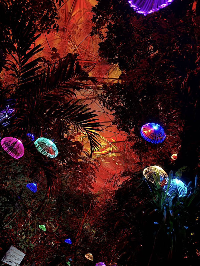 A magical introduction to a world of Christmas lights 🎄✨