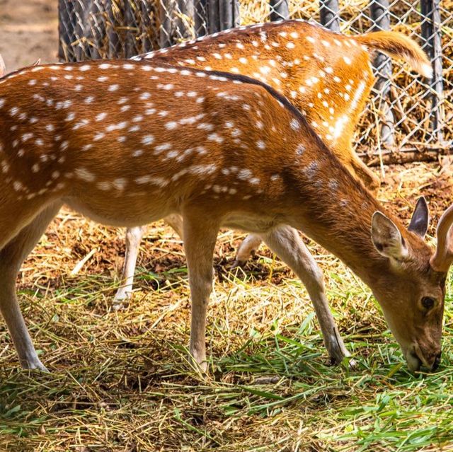 Animals of Chiang Mai Zoo