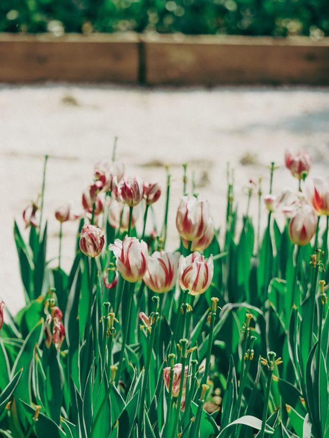 Springtime Nature in Shanghai🇨🇳♥️