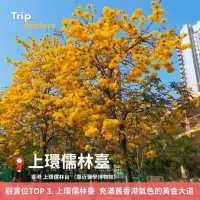 上環黃花鈴木花打卡攻略🌼