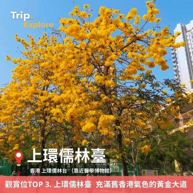 上環黃花鈴木花打卡攻略🌼 上環黃花鈴木花打卡攻略🌼