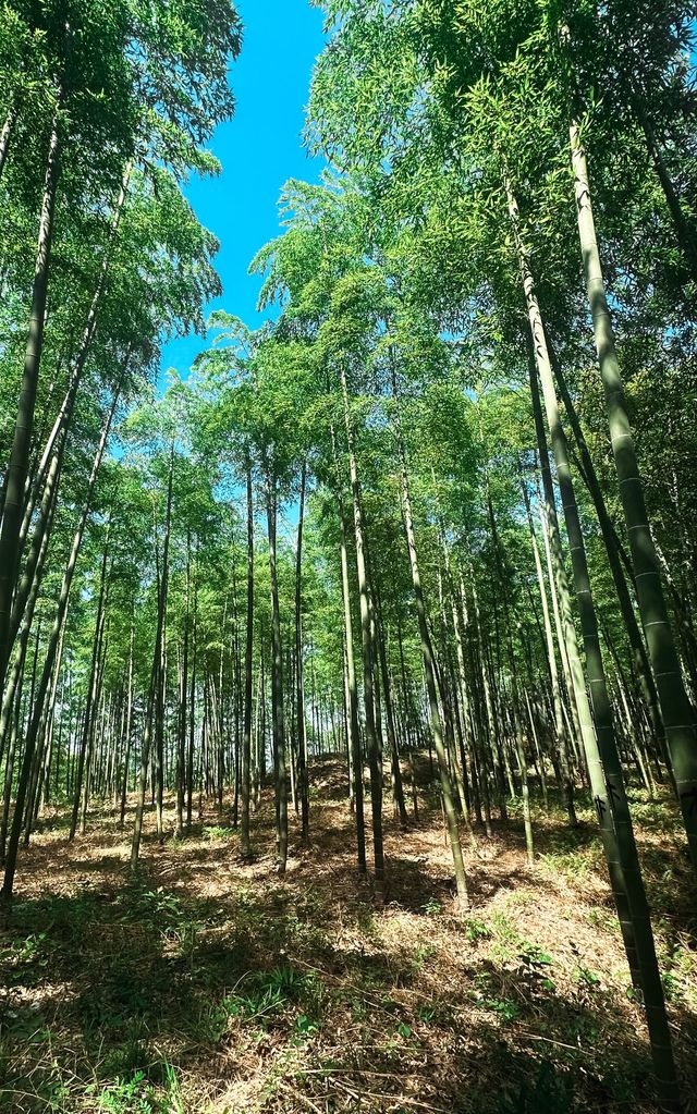 Bamboo Forest Hiking in Moganshan🎋🌿