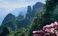 Chabuxi, where you can enjoy azalea flowers while taking a spring outing.