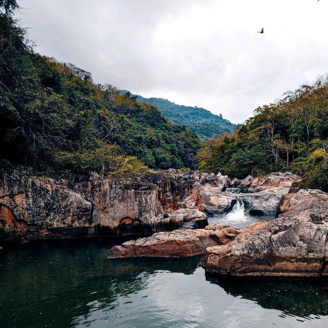 The Serenity of Rainforest | Yanoda