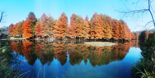 The Metasequoia in Yanzi Lake, Nanjing