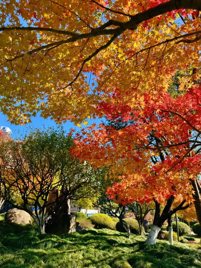 2개의 소수 대상지에서 닝보의 깊은 가을을 만나보세요!